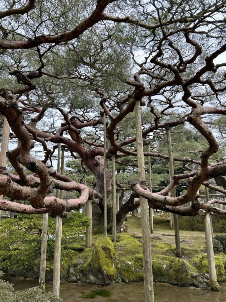 The iconic ancient pine trees of Kanazawa  Kenroku-en Garden, with branches held up by traditional yukitsuri supports.